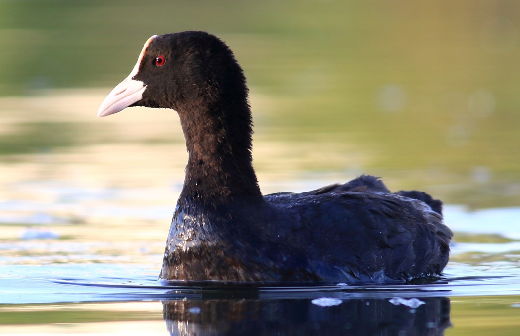 Eurasian Coot