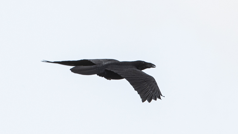 Northern Raven