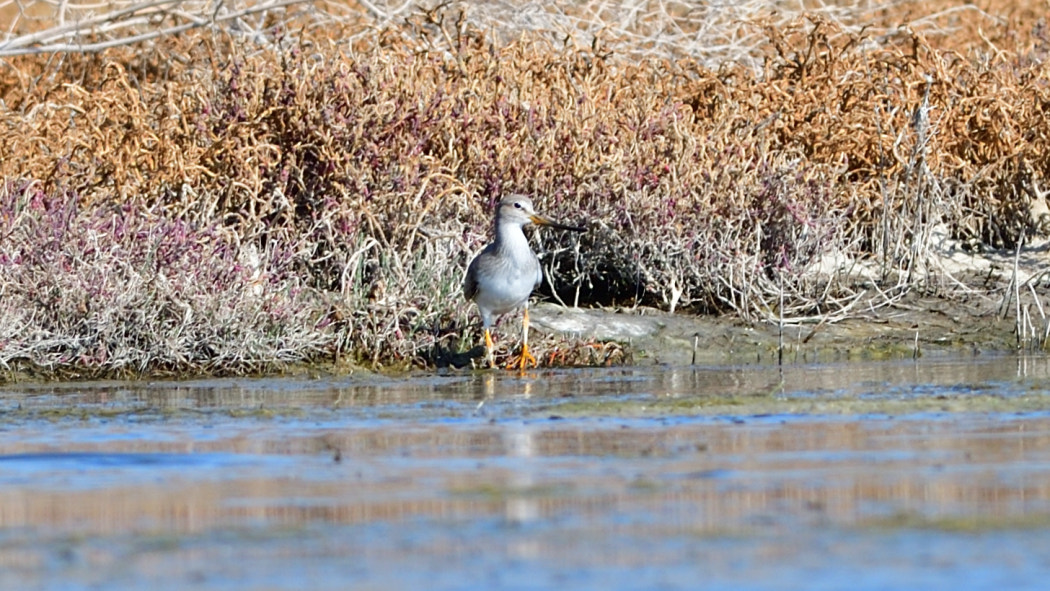 Terek Sandpiper