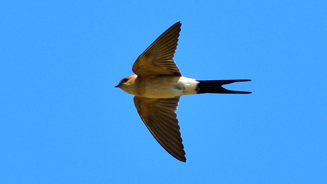European Red-rumped Swallow