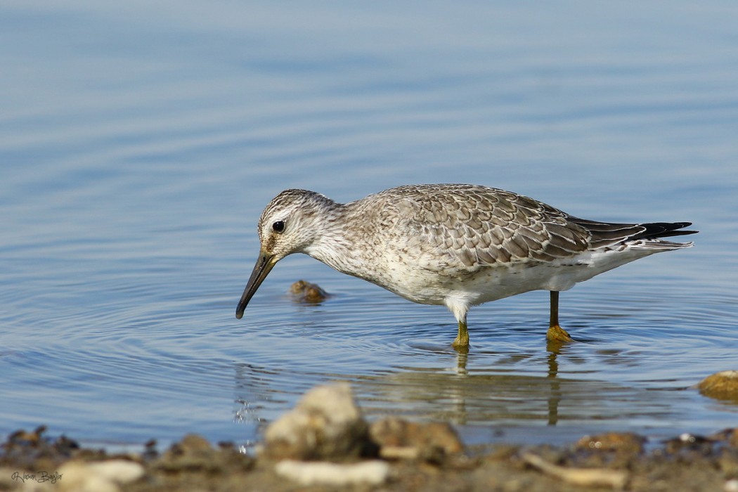 Red Knot
