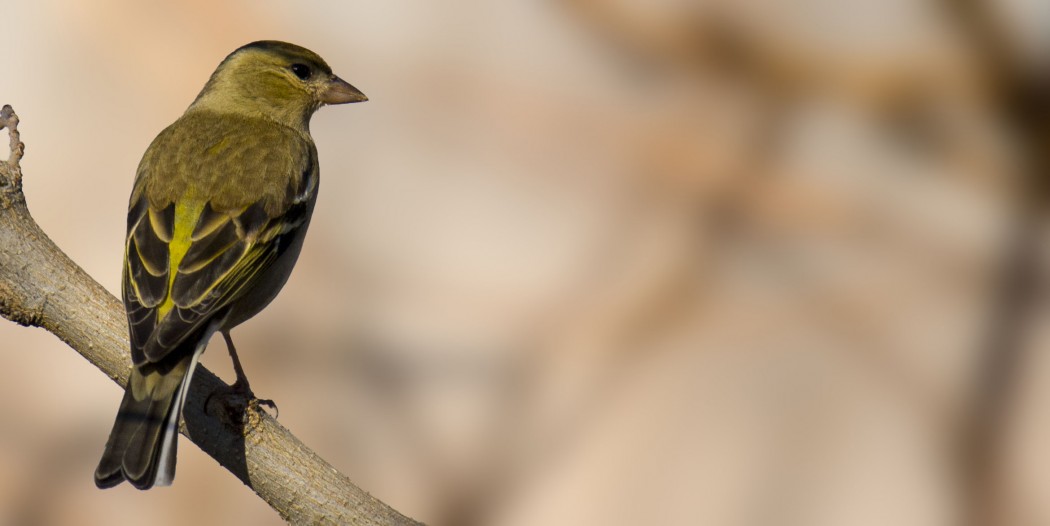 Eurasian Chaffinch