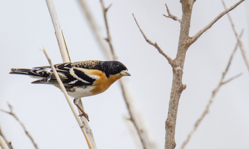 Brambling