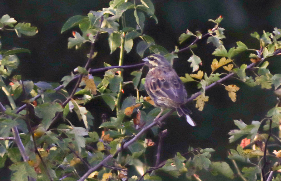 Cirl Bunting