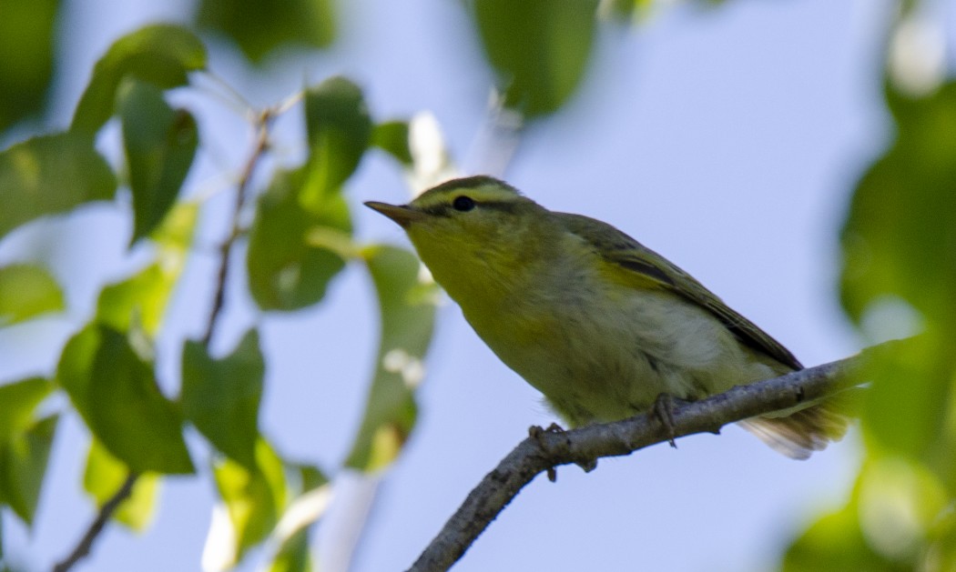 Wood Warbler