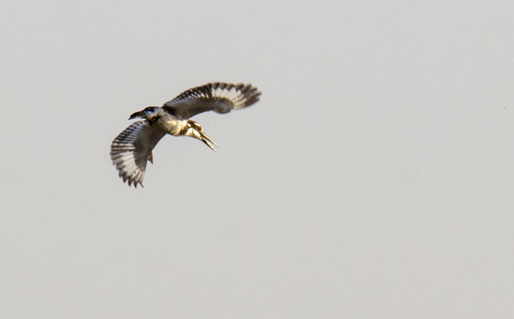 Pied Kingfisher