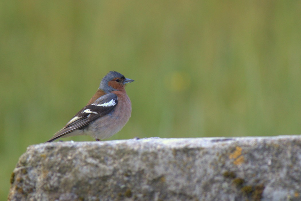 Eurasian Chaffinch