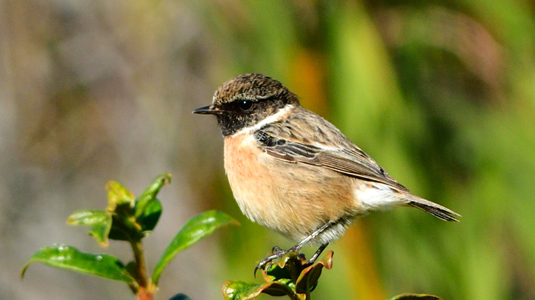 European Stonechat