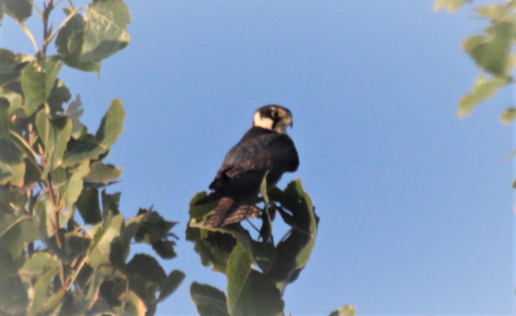 Eurasian Hobby