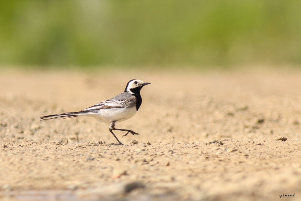White Wagtail
