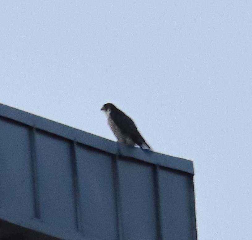 Peregrine Falcon