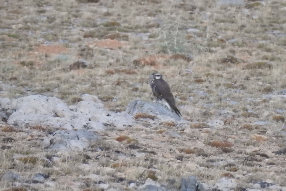 Saker Falcon