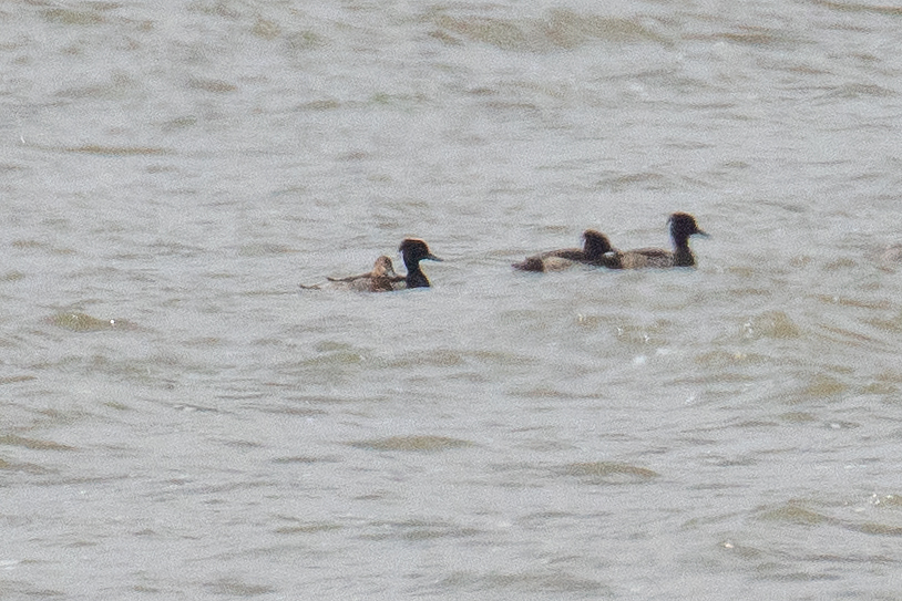 Tufted Duck