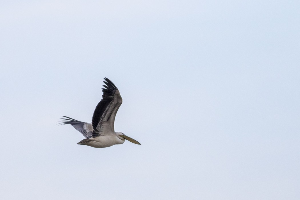 Great White Pelican