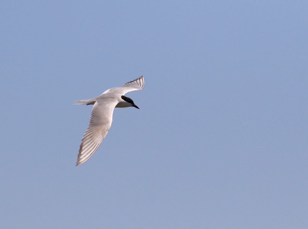 Gull-billed Tern