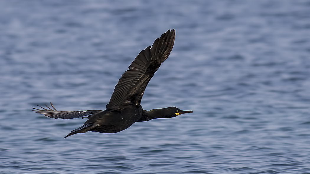 European Shag