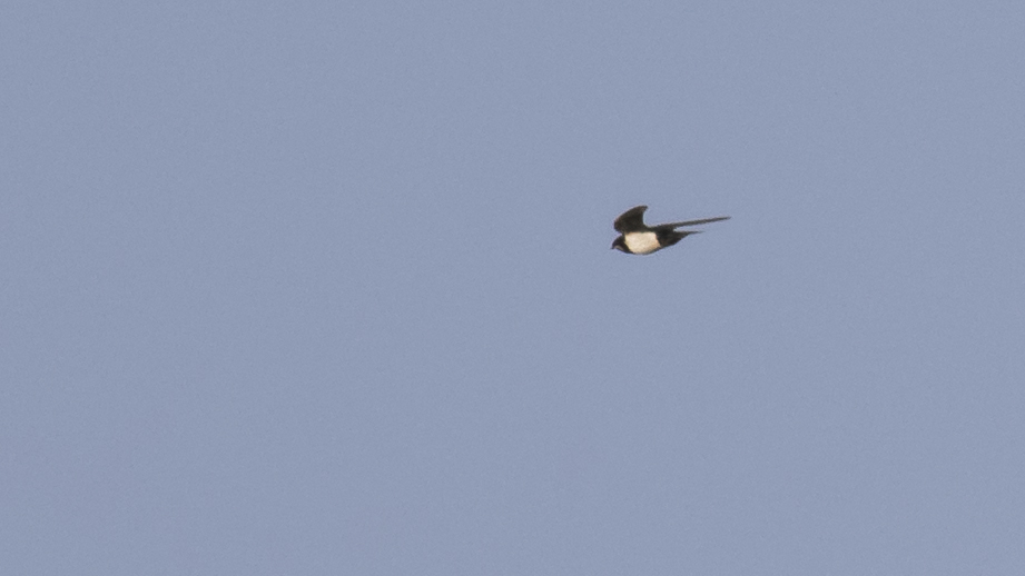 Alpine Swift