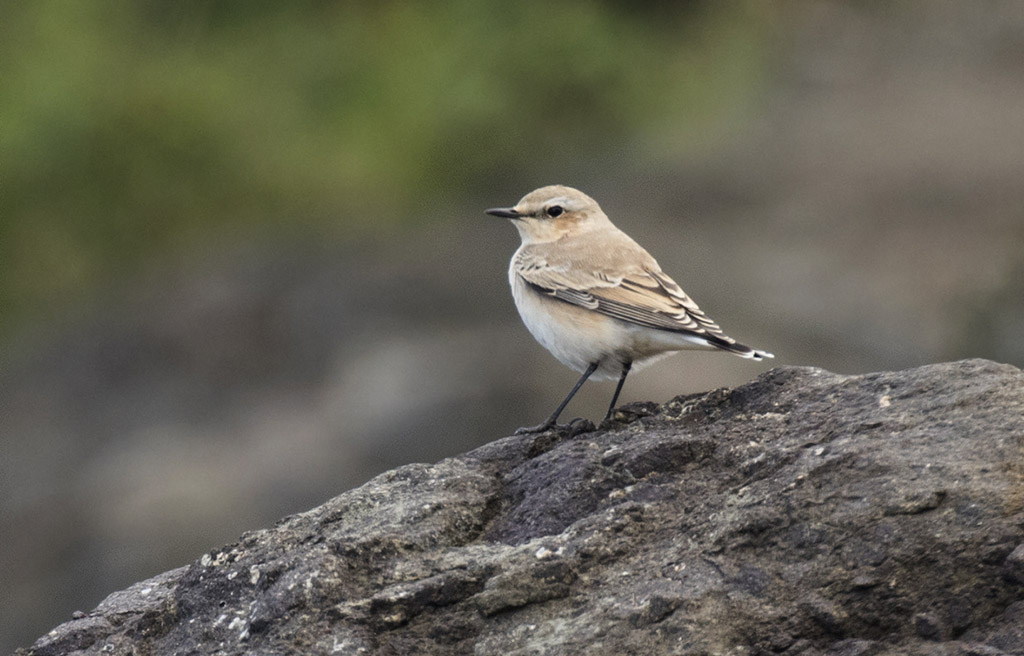 Northern Wheatear