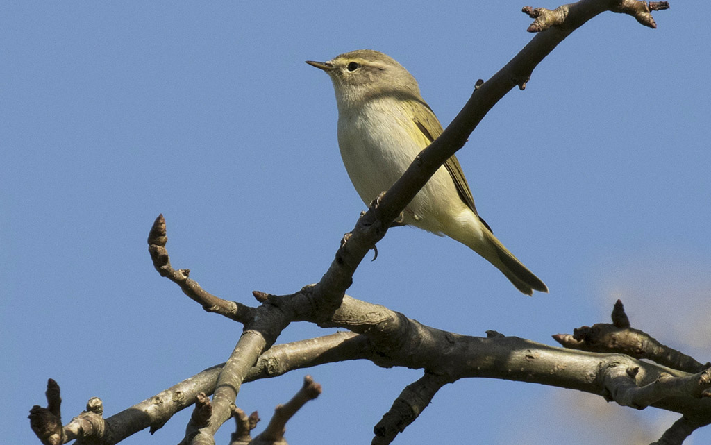 Green Warbler