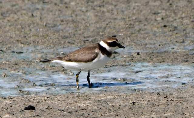 Common Ringed Plover