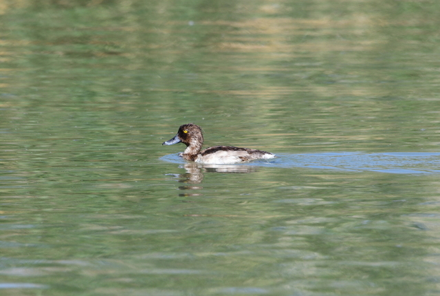 Tufted Duck