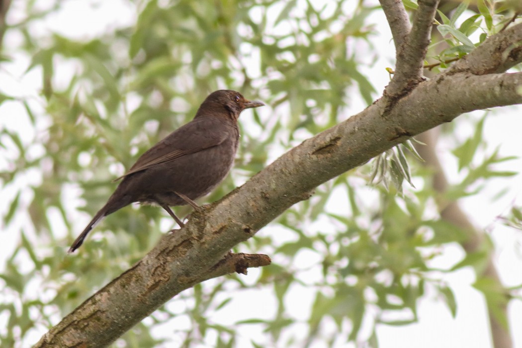 Common Blackbird