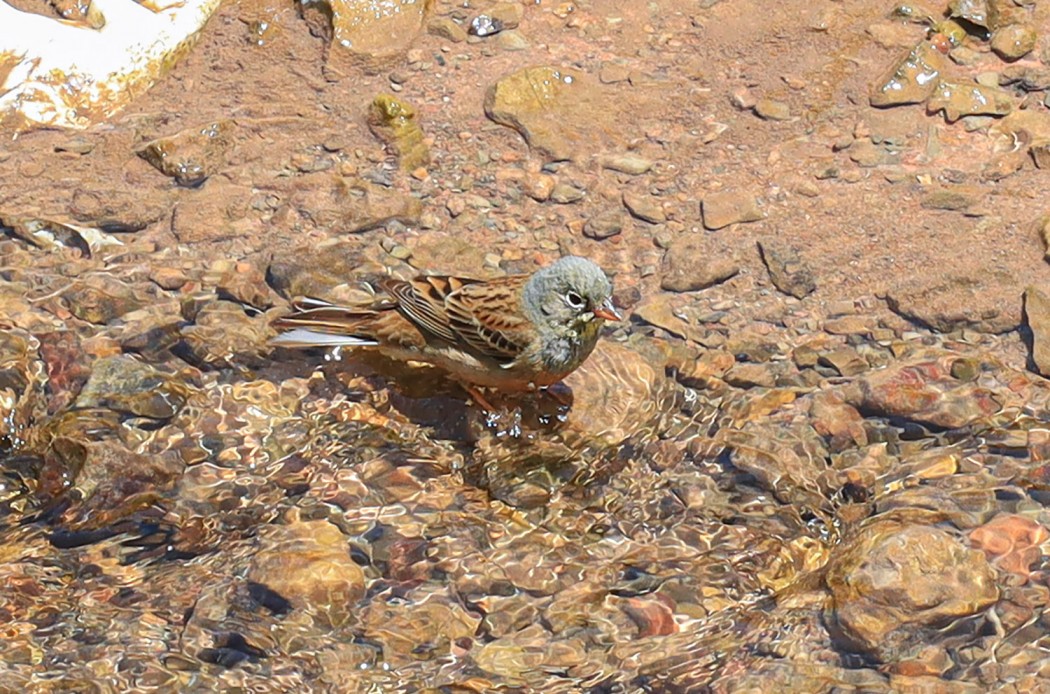 Ortolan Bunting