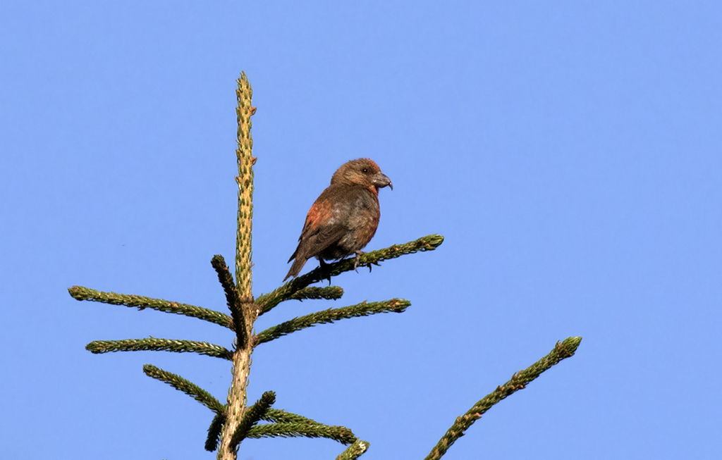 Red Crossbill