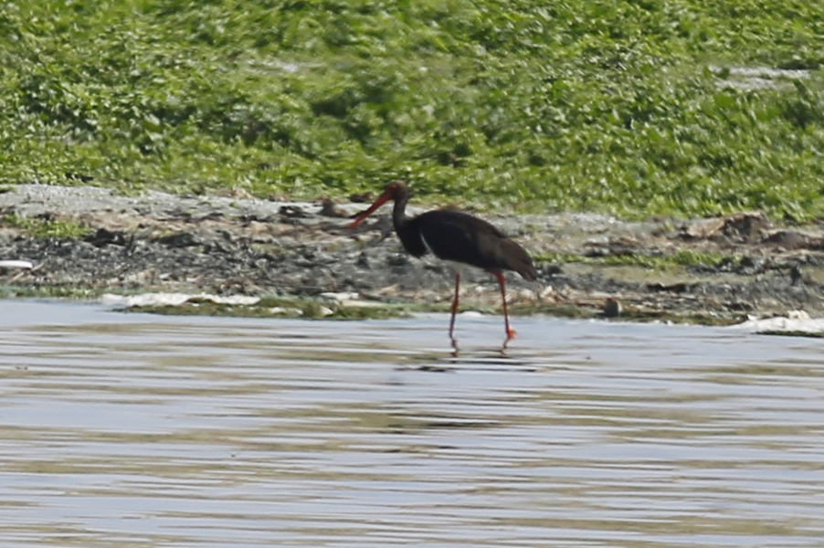 Black Stork