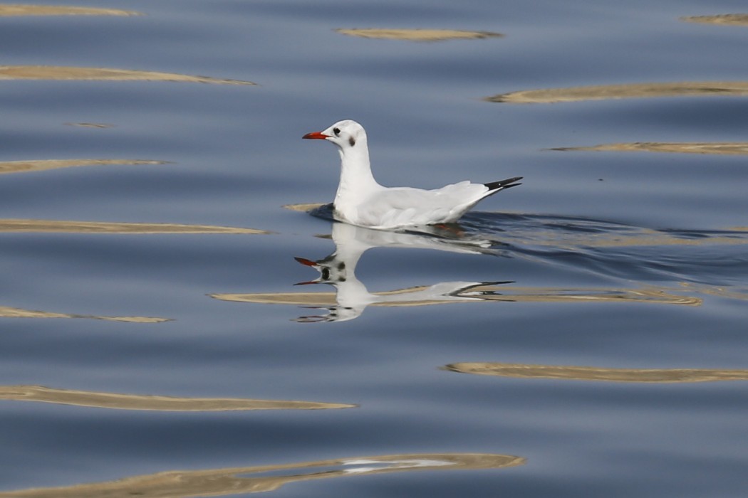 Black-headed Gull