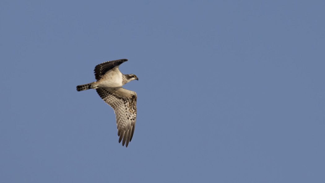Osprey