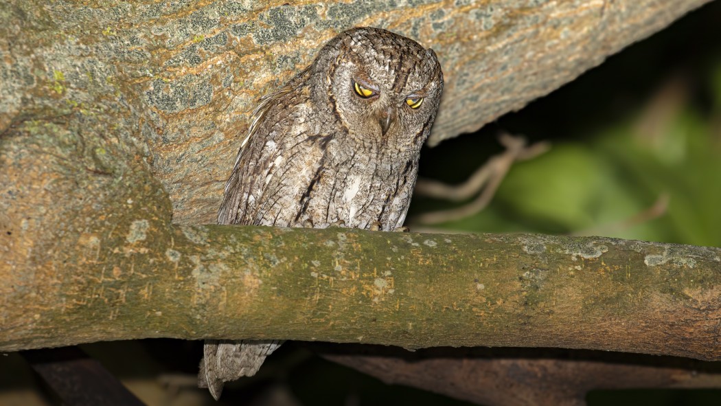 Eurasian Scops Owl