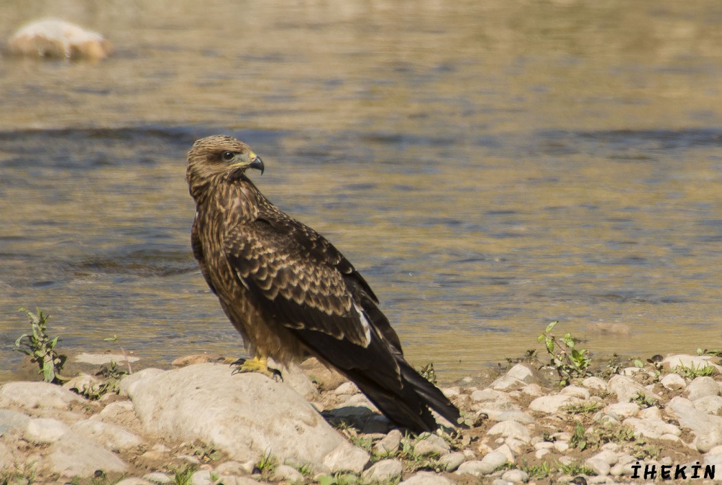 Black Kite