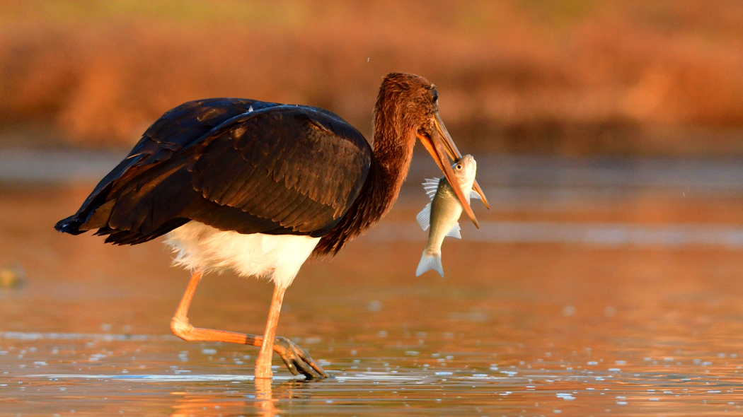 Black Stork