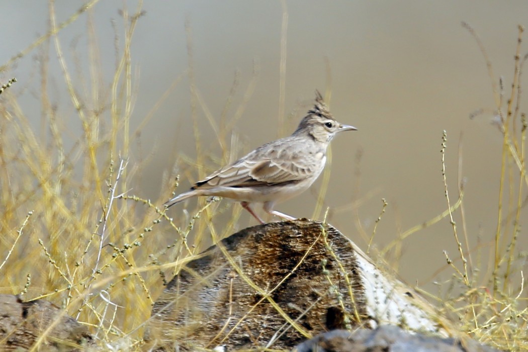 Crested Lark