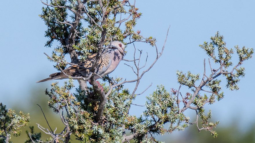 European Turtle Dove