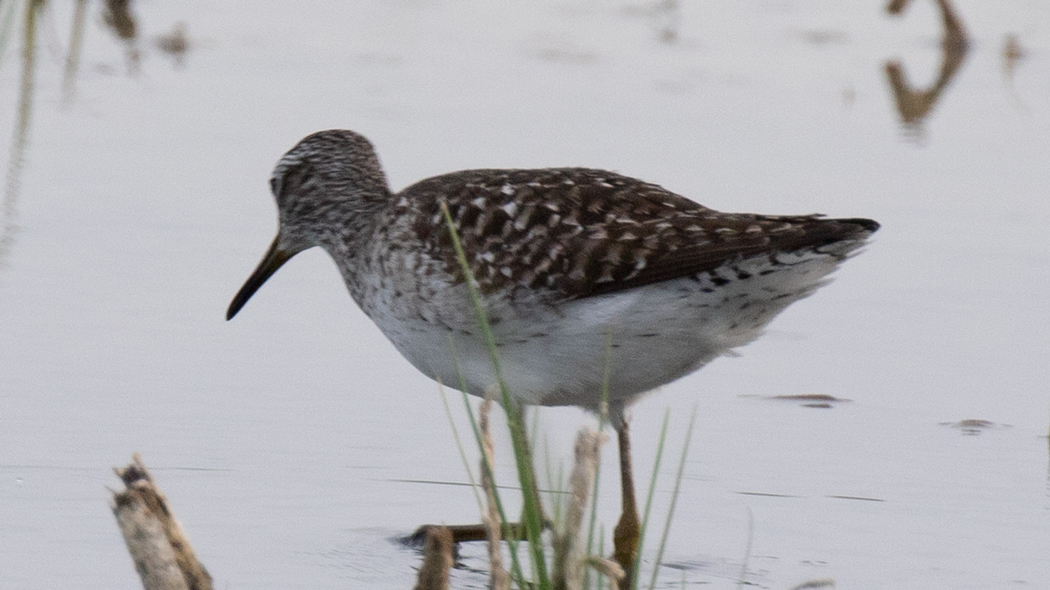 Wood Sandpiper