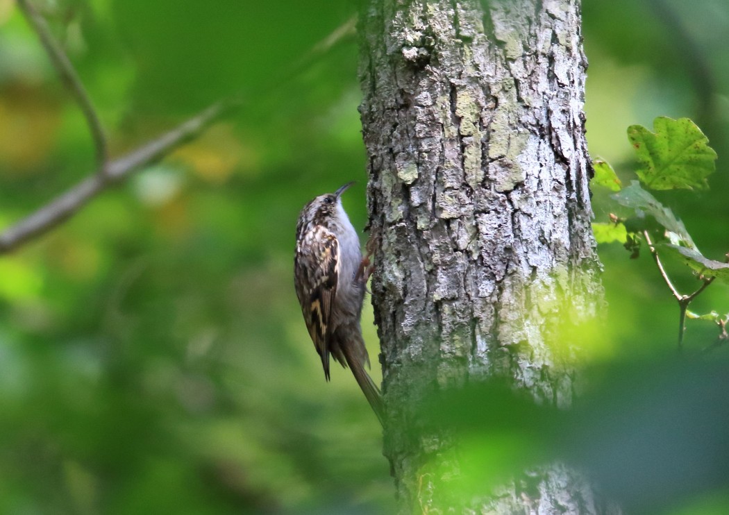 Bahçe Tırmaşıkkuşu