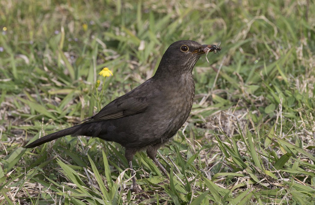 Karatavuk
