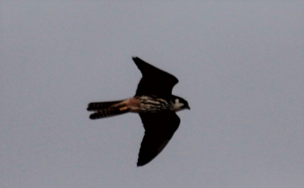 Eurasian Hobby
