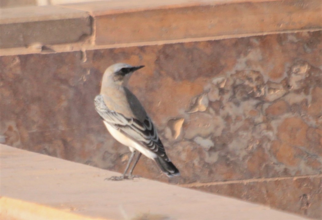 Northern Wheatear