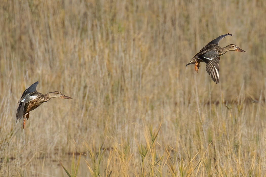 Kaşıkgaga