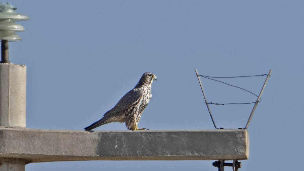 Saker Falcon