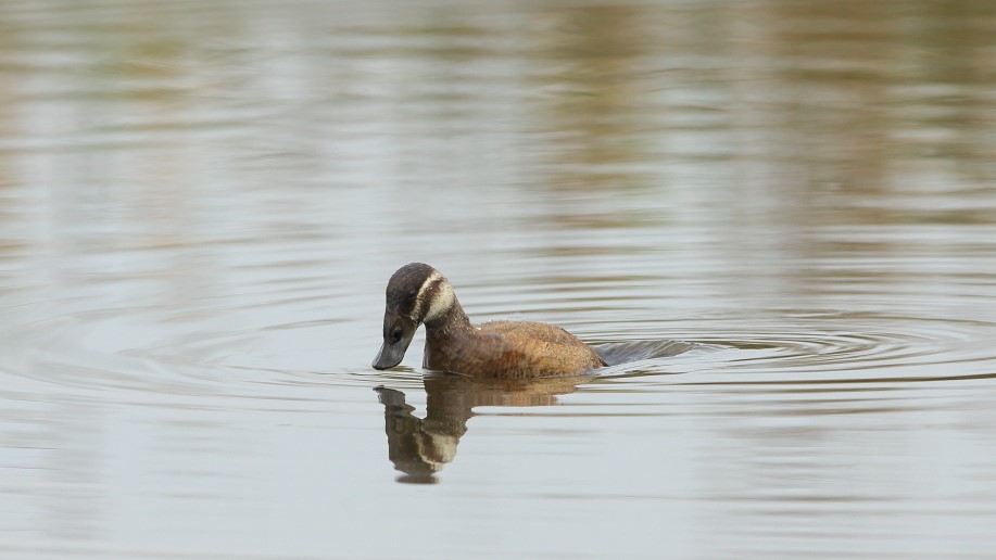 White-headed Duck