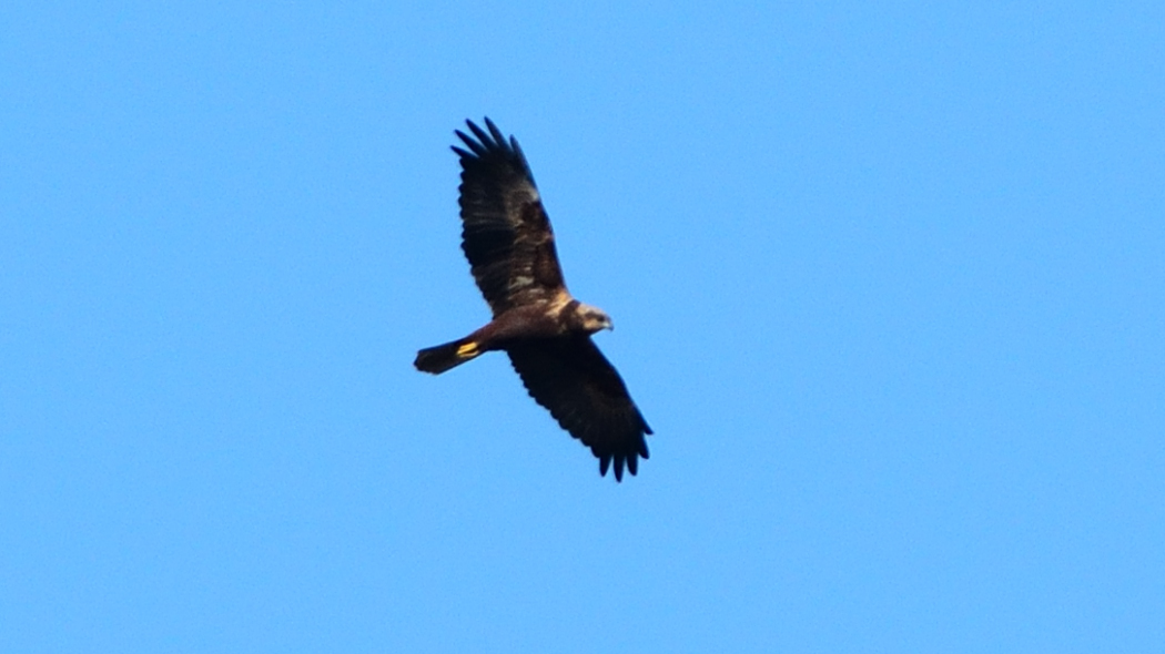 Western Marsh Harrier