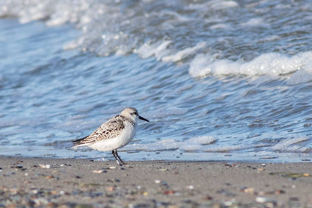Sanderling