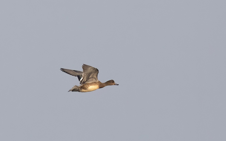 Eurasian Wigeon