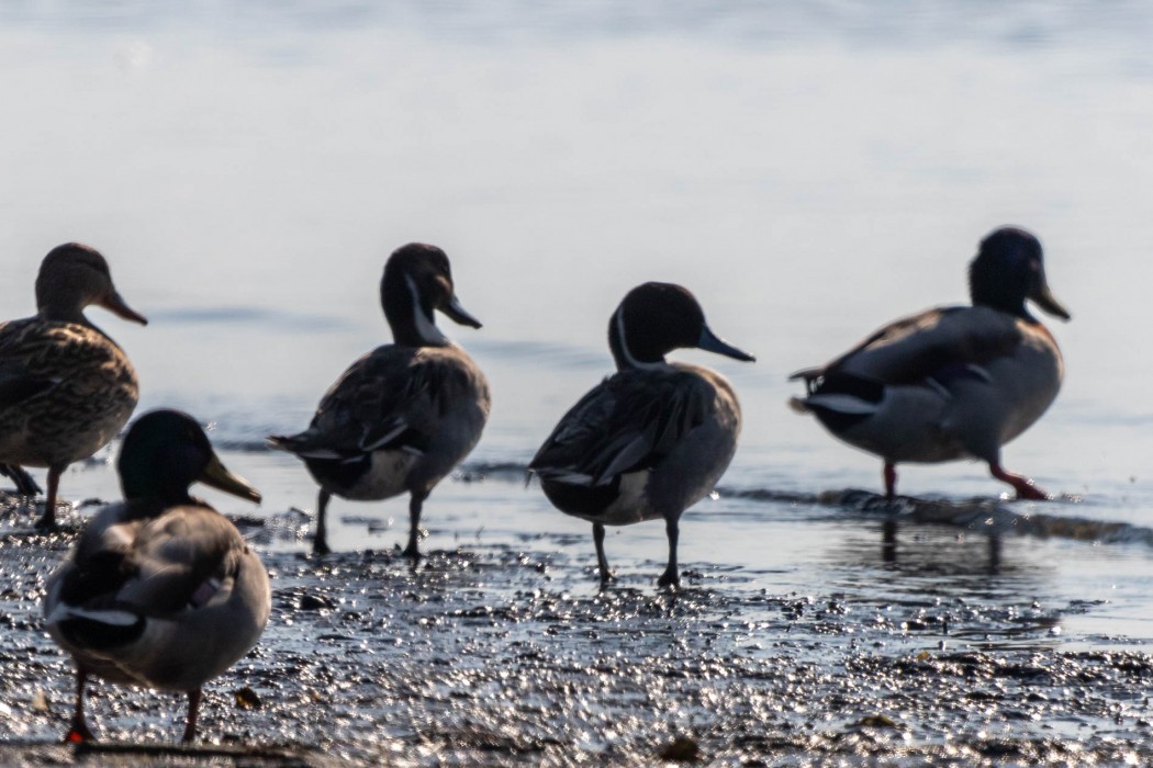 Northern Pintail