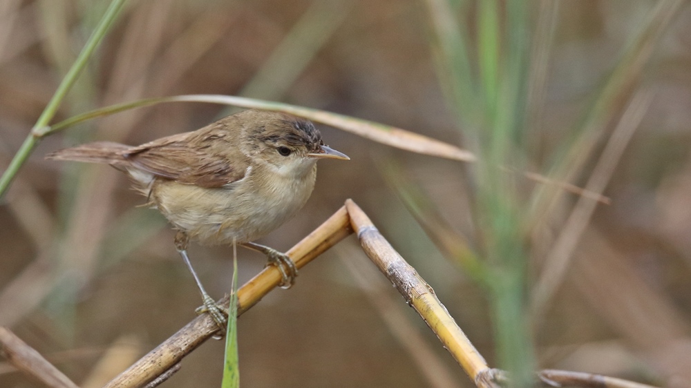 Common Reed Warbler