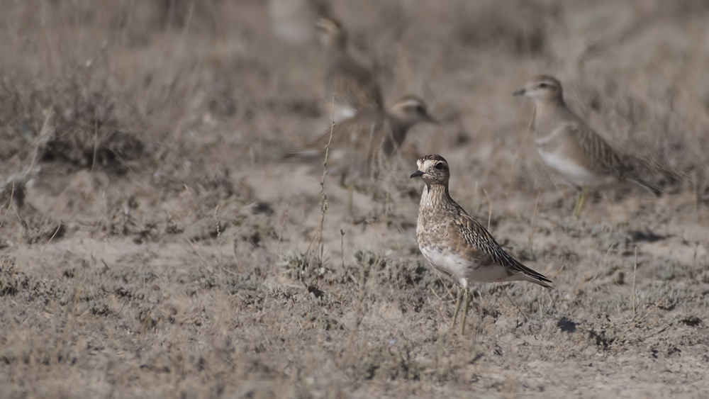 Eurasian Dotterel